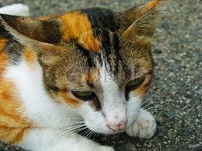 猫的资料带